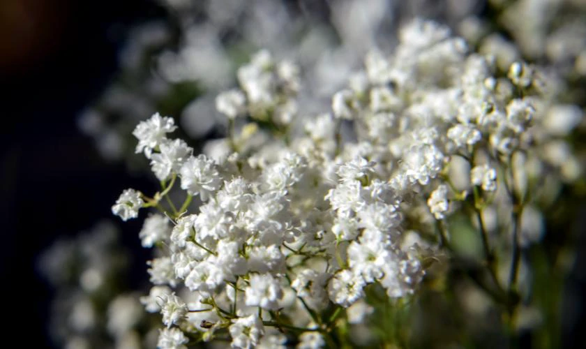 B&oacute; hoa Valentine Baby tươi đẹp nhất