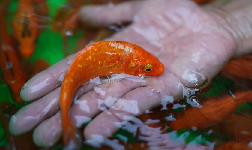 Mâm cúng ông Táo gồm những gì - Cá chép