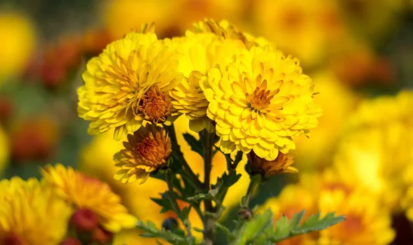 Hoa tươi thể hiện sự tinh khiết, lòng thành và nguồn sinh khí mới