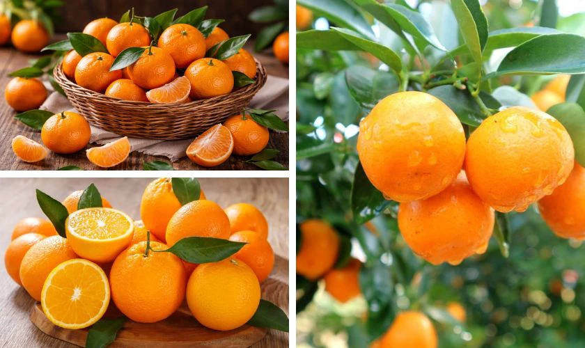 Mâm ngũ quả miền Bắc gồm những gì - Cam, quýt, quất