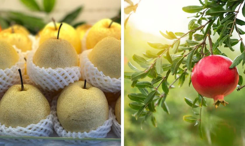 Mâm ngũ quả miền Bắc gồm những gì - Lê hoặc lựu