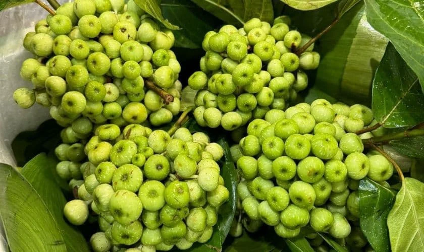 Mâm Ngũ Quả Miền Nam Gồm Những Gì? Cách Chưng 2026 Quả Sung Tượng Trưng Cho Sự Sung Túc