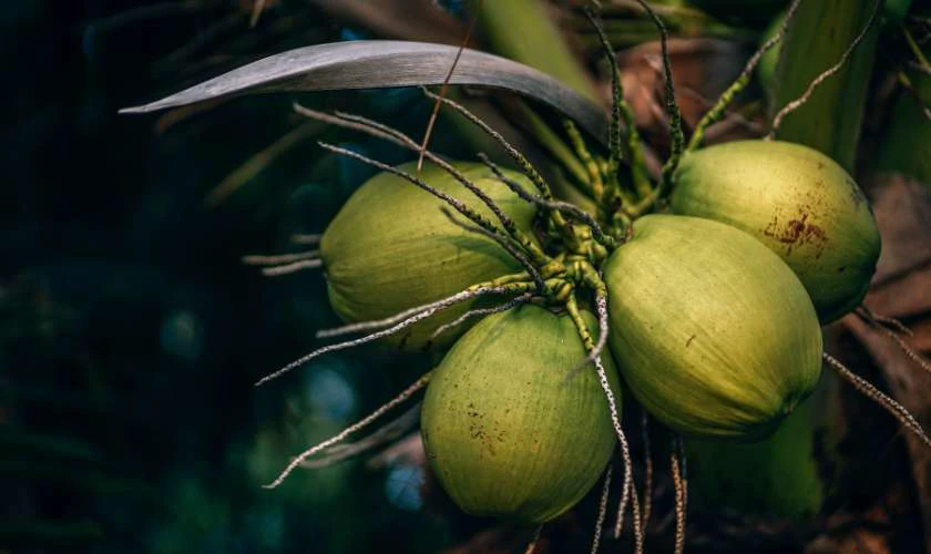 Những loại trái cây mang ý nghĩa đẹp