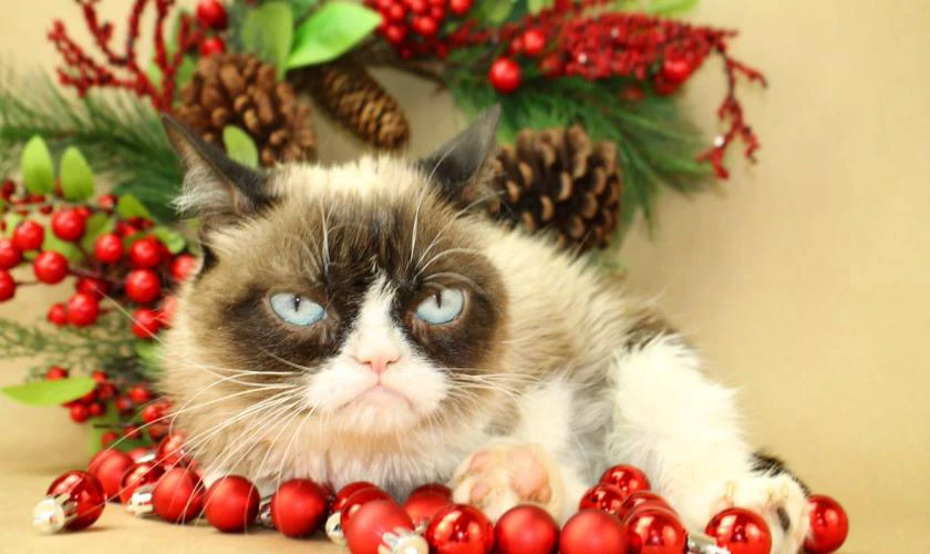 Hình meme Giáng Sinh bá đạo, vui tươi