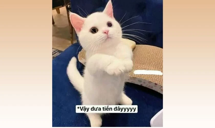 Meme mèo Tết bựa 2026