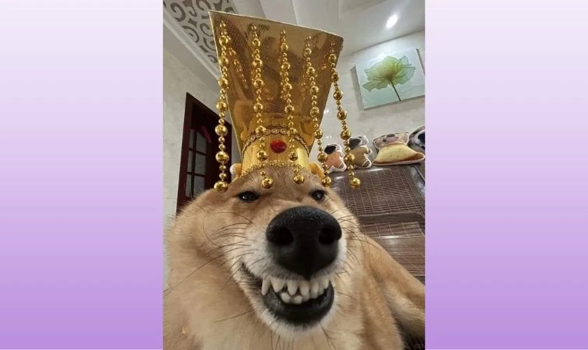 Ảnh meme Tết hình con chó dễ thương, đáng yêu