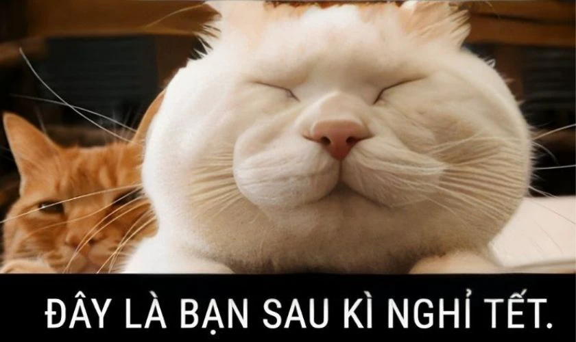 Meme tăng cân ngày Tết