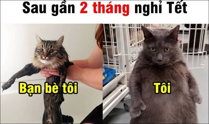 Meme tăng cân ngày Tết hài hước
