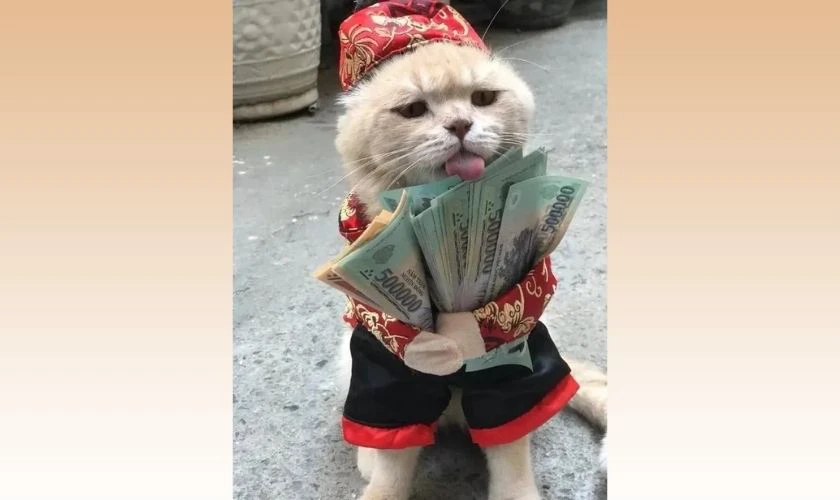 Meme mèo Tết bựa, bá đạo 2026