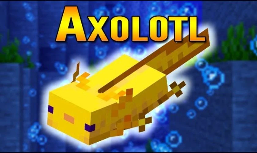 Minecraft 1.17.0 tiếng Việt xuất hiện Axolotl
