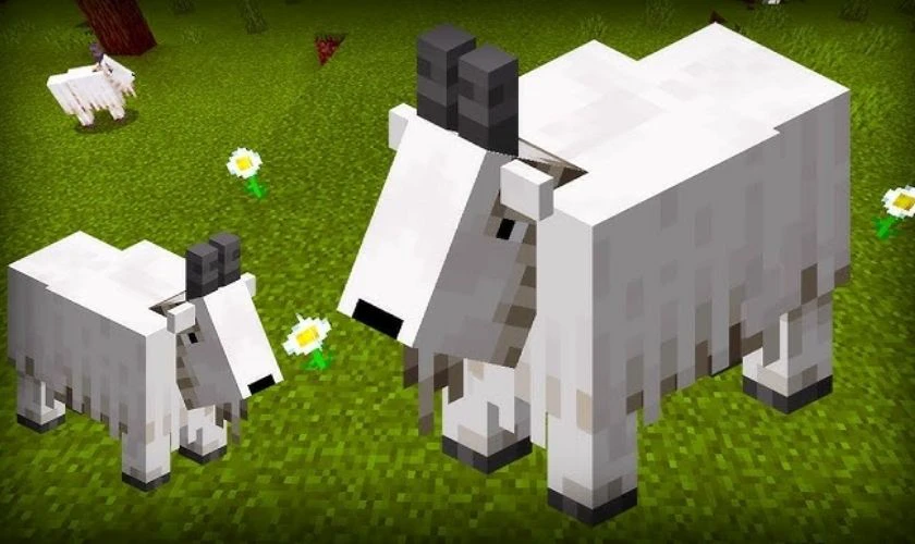 Minecraft 1.17.0 tiếng Việt xuất hiện mob Goat