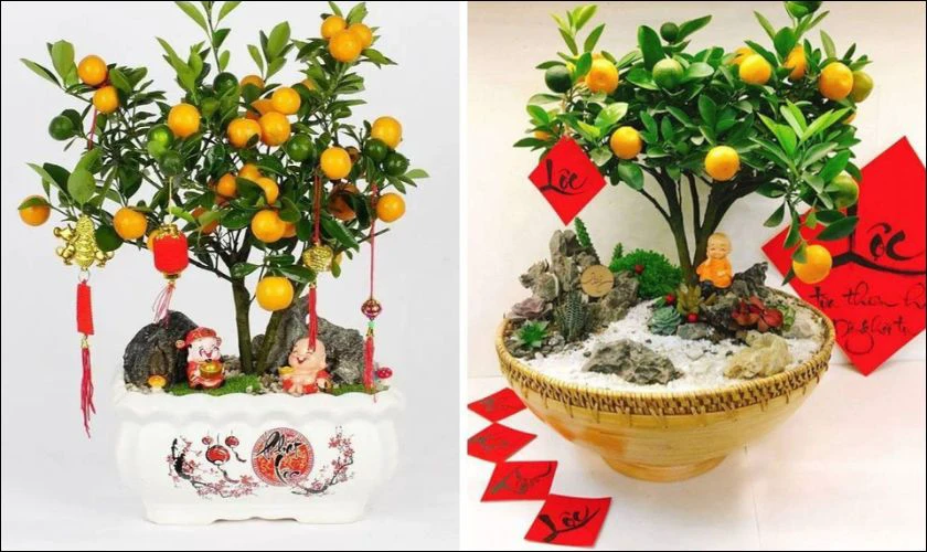 Mua quà Tết gì cho bố mẹ vợ? Chọn cây cảnh chưng Tết ngay