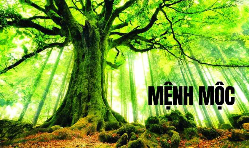 Mệnh Mộc Mùng 1 Tết Mặc Màu Gì?