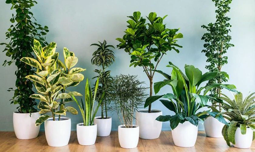 Lựa chọn màu sắc may mắn