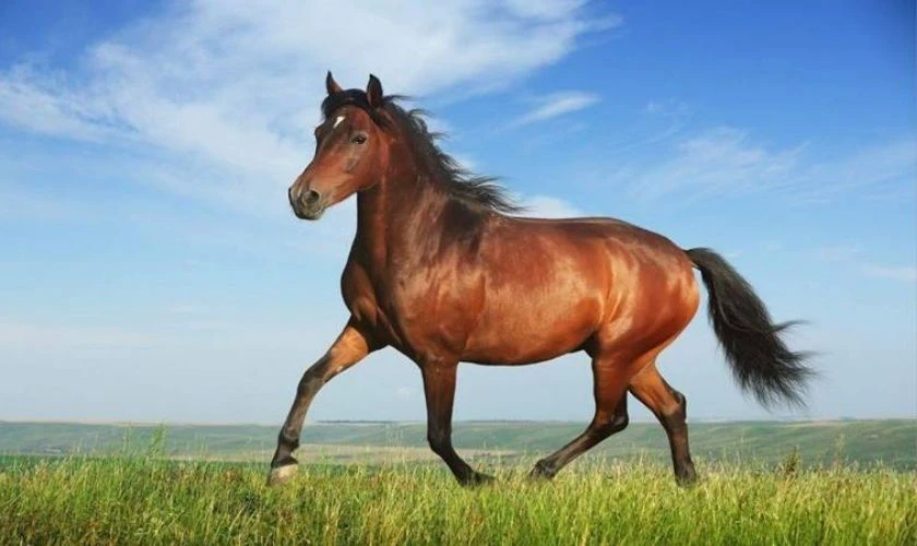 Năm 2026 là năm con gì