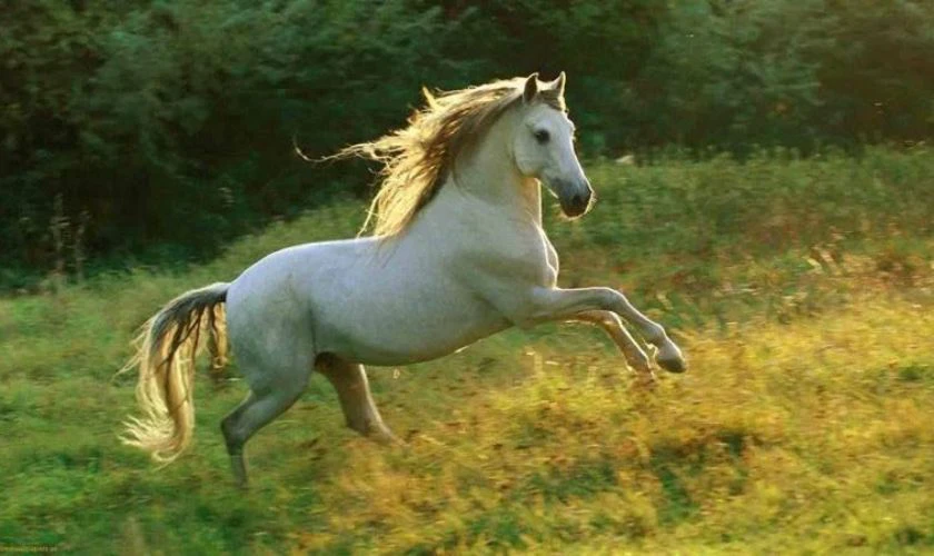 Năm 2026 là năm con gì hợp tuổi nào