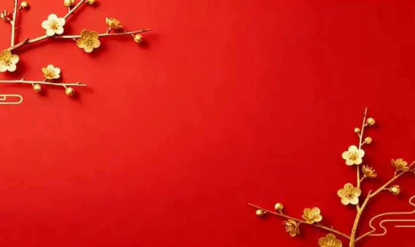 Ảnh hoa mai đẹp