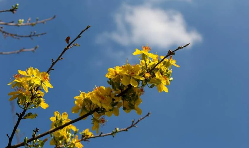 Những câu chúc Tết hay ngắn gọn