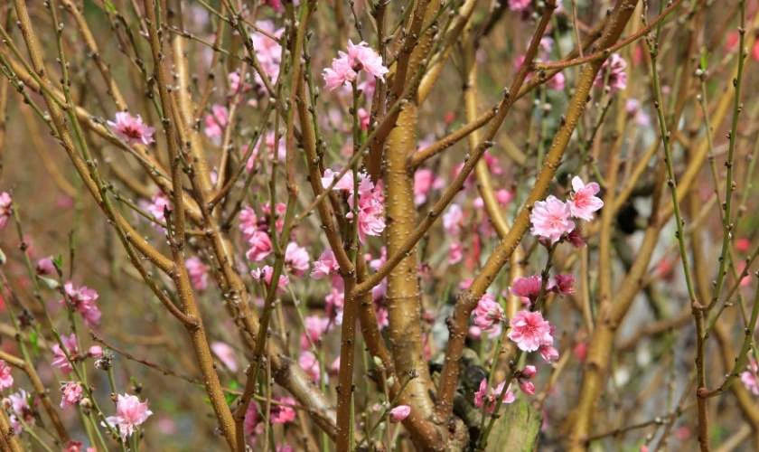 Câu chúc Tết âm lịch 2026 cho thầy cô