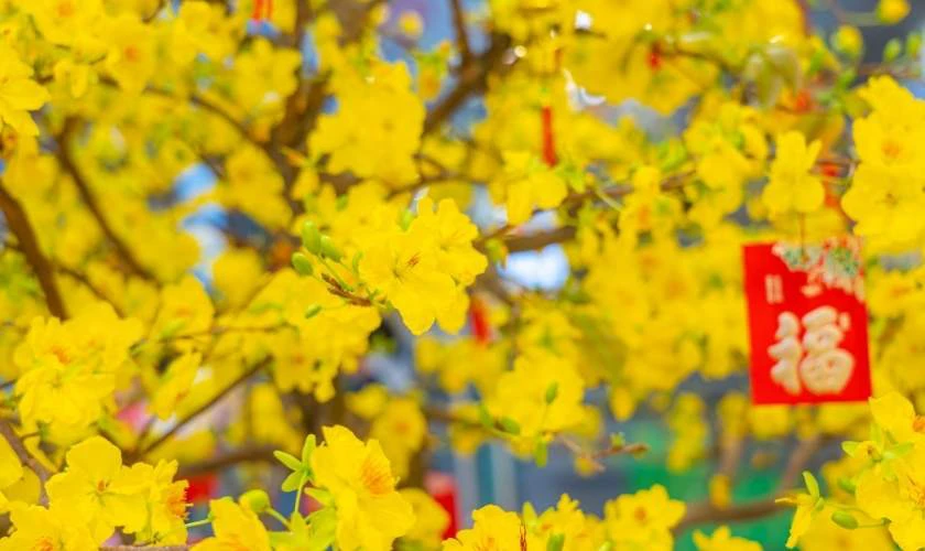 Những câu chúc tết hay ngắn gọn bằng tiếng Anh