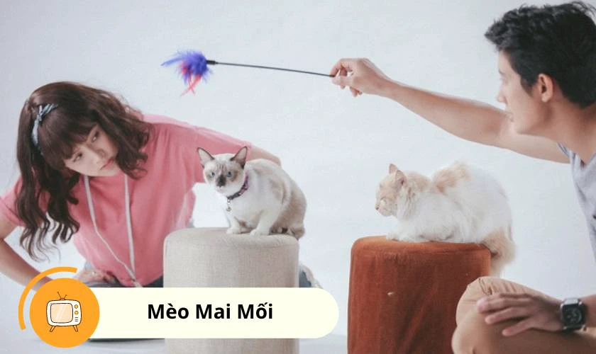 Mèo Mai Mối