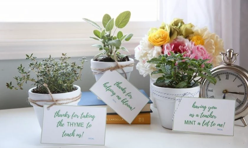 Một chậu cây cảnh nhỏ để bàn làm việc