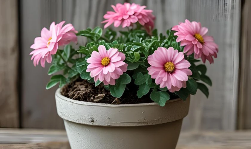 Quà tặng ngày Gia đình Việt Nam dễ thương - Cây cảnh mini
