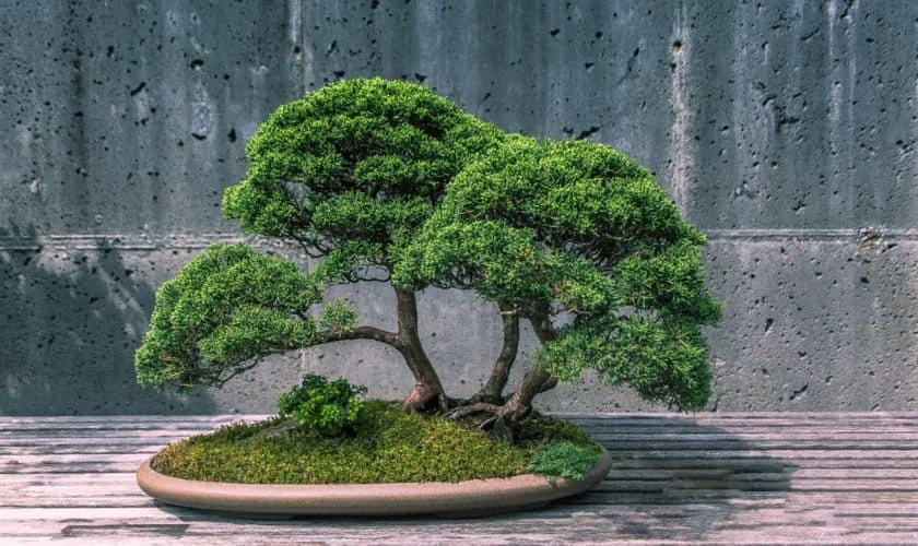 Cây cảnh phong thủy giá trị