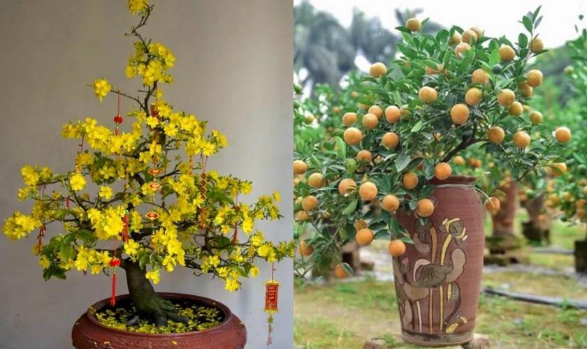Cây mai, đào hoặc cây quất