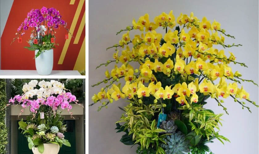 Chậu hoa Lan Hồ Điệp Đại Cát