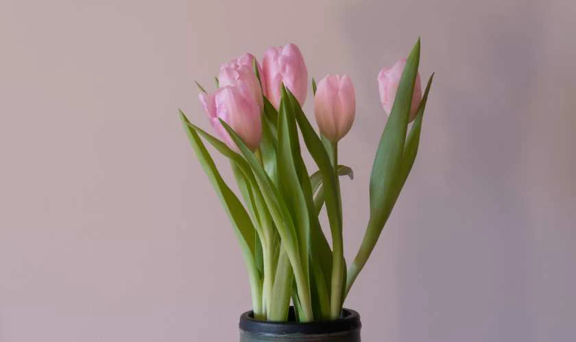 Hình ảnh quà Valentine ý nghĩa