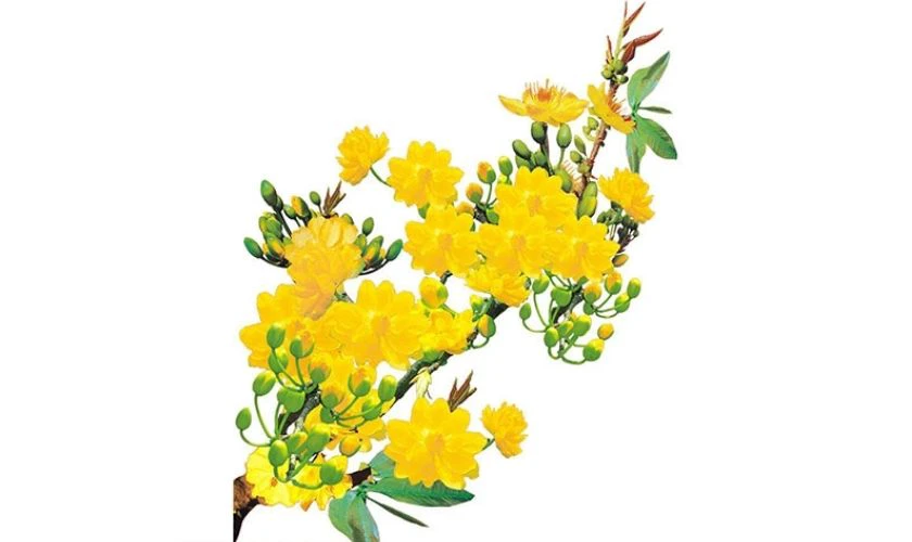 Sticker chủ đề hoa mai