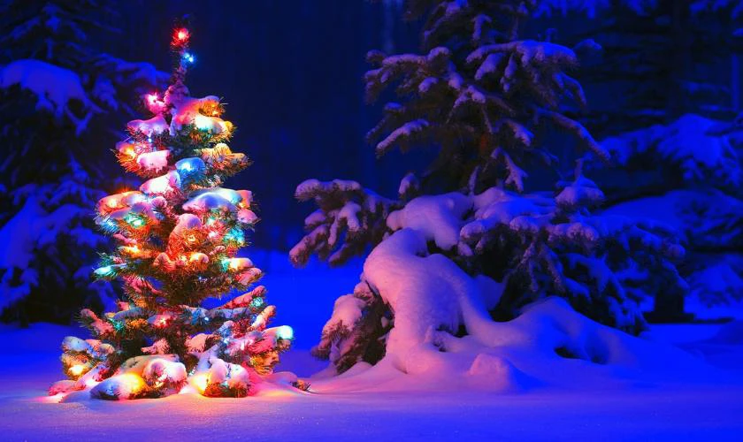 Phông nền cây thông Noel đẹp