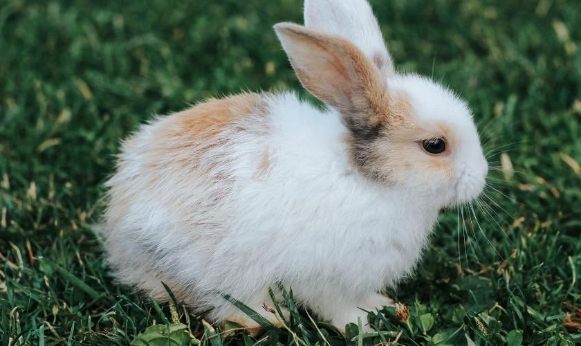 Ý nghĩa và nguồn gốc của Thỏ Phục Sinh