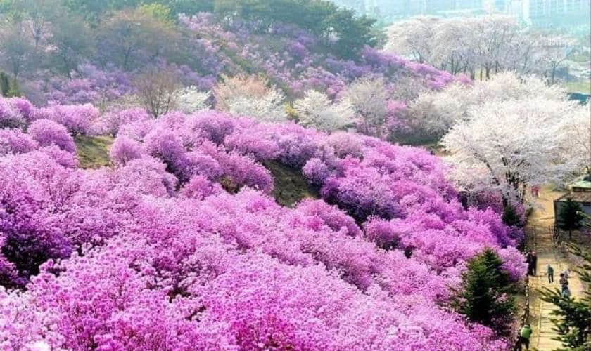 Sapa luôn là điểm đến mơ ước của rất nhiều du khách