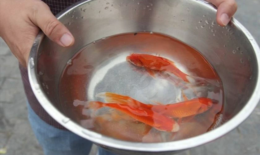 Cá chép cúng ông Công ông Táo