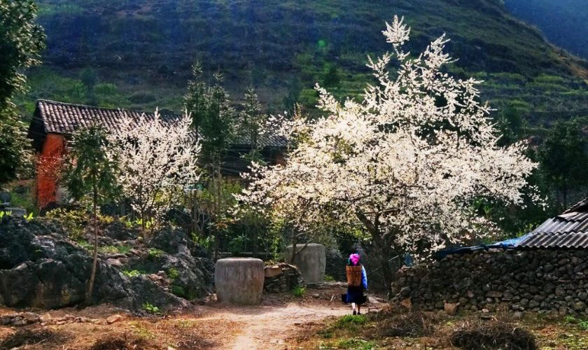 Mộc Châu có thời tiết đẹp để vui chơi, du lịch dịp Tết Dương lịch