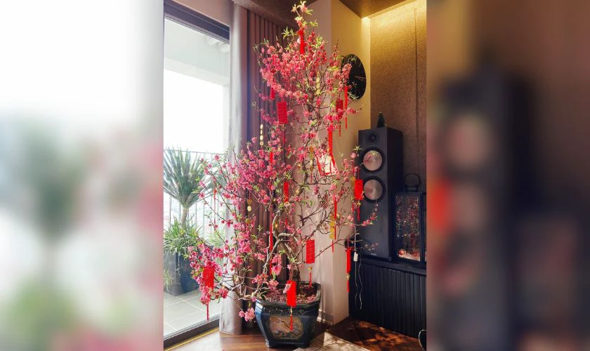 Trang trí cây đào với dây pháo
