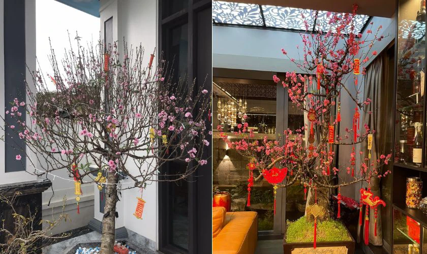 Trang trí cây đào ngày Tết với thỏi vàng