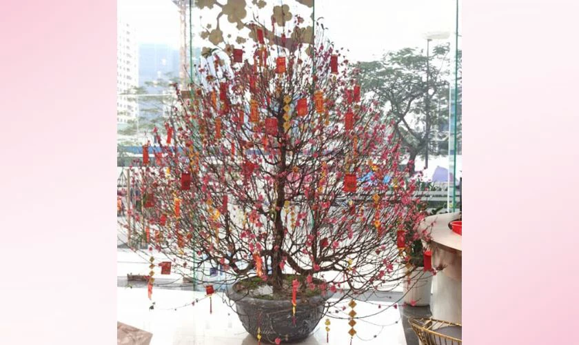 Trang trí cây đào với câu đối nhỏ