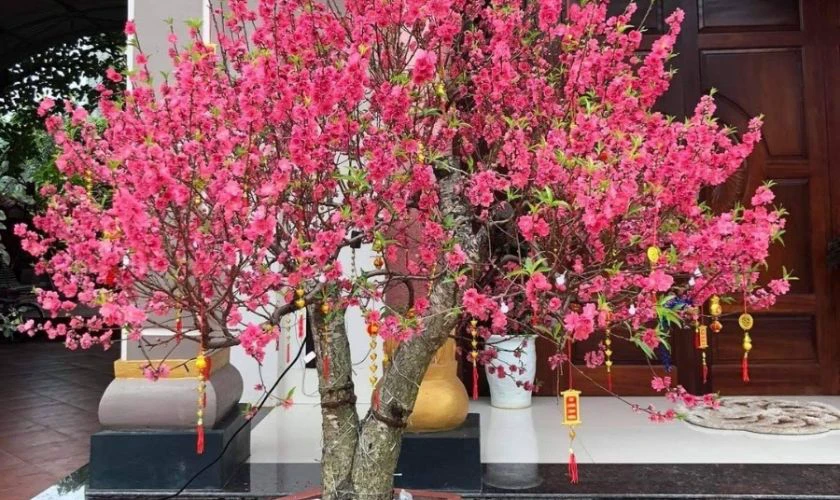 Trang trí cây đào Tết bằng câu đối nhỏ