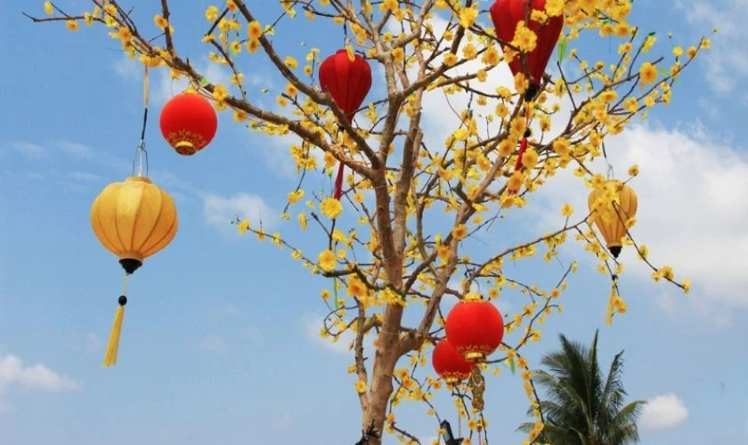Cách trang trí cây mai ngày Tết với lồng đèn màu sắc