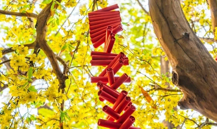 Cách trang trí cây mai ngày Tết với dây pháo đỏ