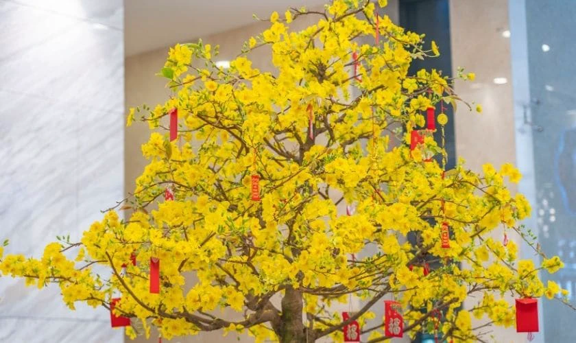 Ảnh bao lì xì decor