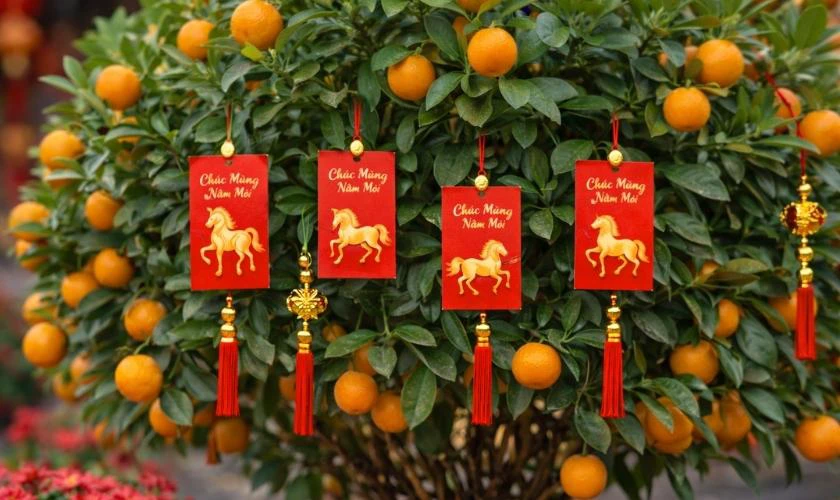 Cách Trang Trí Cây Quất Ngày Tết Với Bao Lì Xì