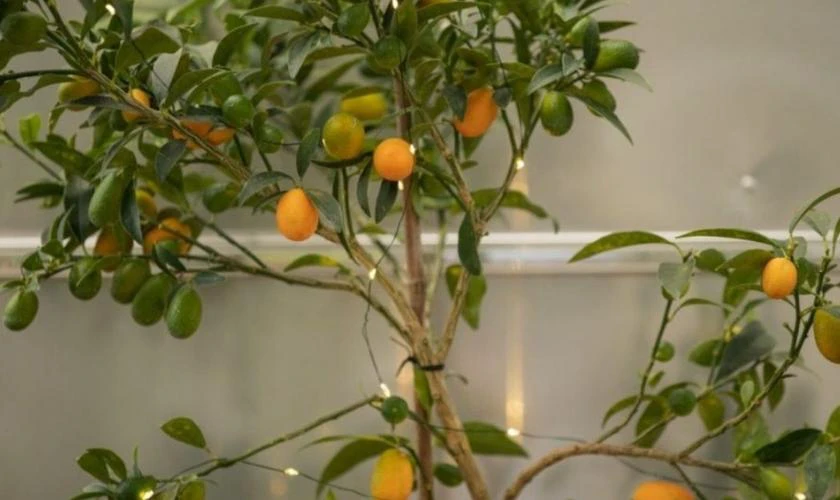 Cách Trang Trí Cây Quất Ngày Tết Với Đèn Led