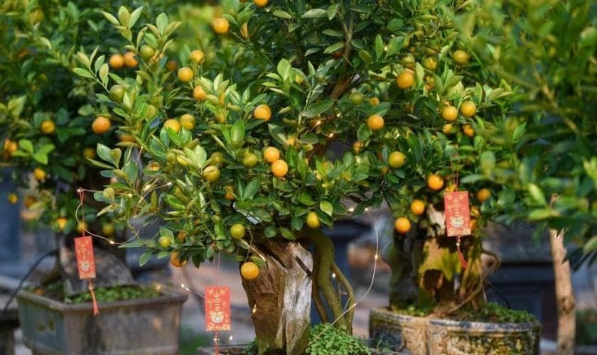 Cách Trang Trí Cây Quất Ngày Tết Với Đèn Led Mới