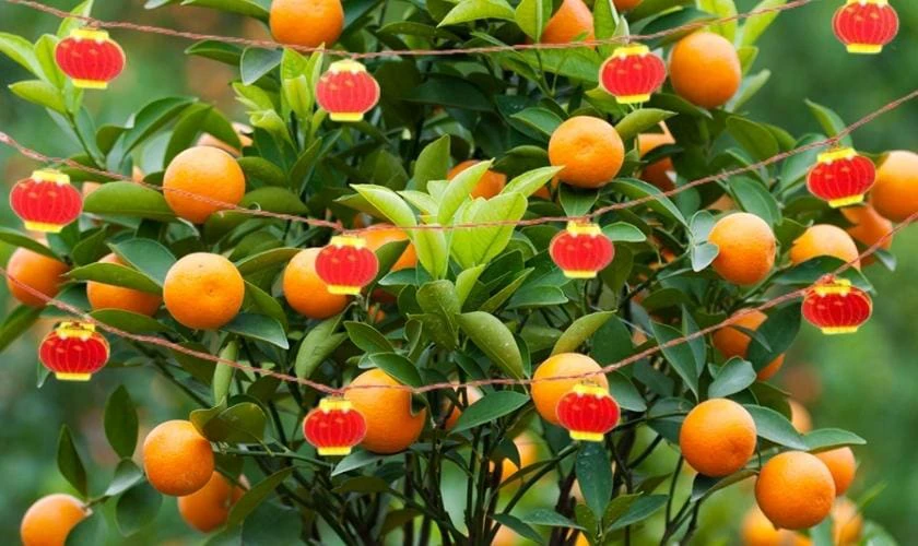 Cách Trang Trí Cây Quất Ngày Tết Với Lồng Đèn Ấn Tượng