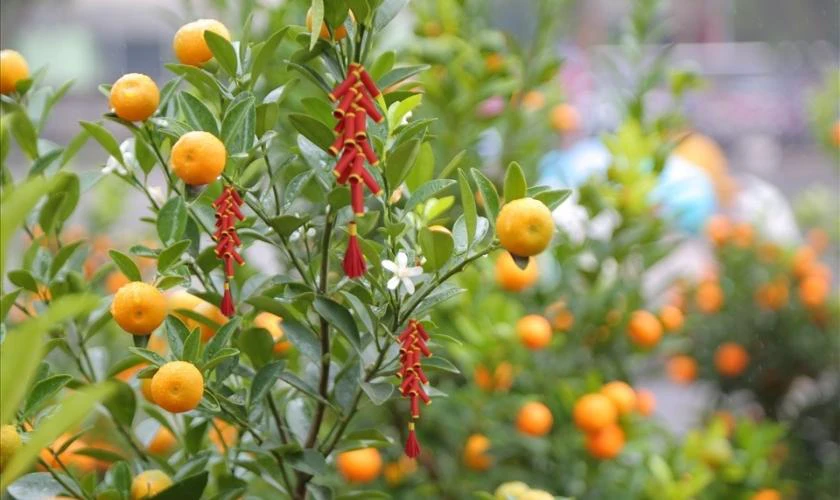 Cách Trang Trí Cây Quất Ngày Tết Với Dây Pháo Đỏ Mới