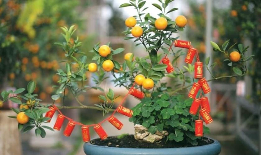 Cách Trang Trí Cây Quất Ngày Tết Với Dây Pháo Đỏ Ấn Tượng Mới